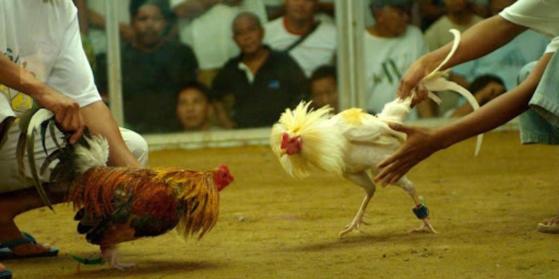 Hình thức đá gà cựa sắt đầy ấn tượng